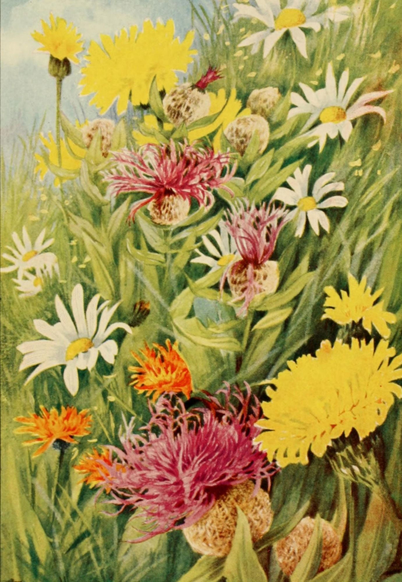 The Flower-fields of Alpine Switzerland 1911 July Fields Canvas Art - George J Flemwell (24 x 36)