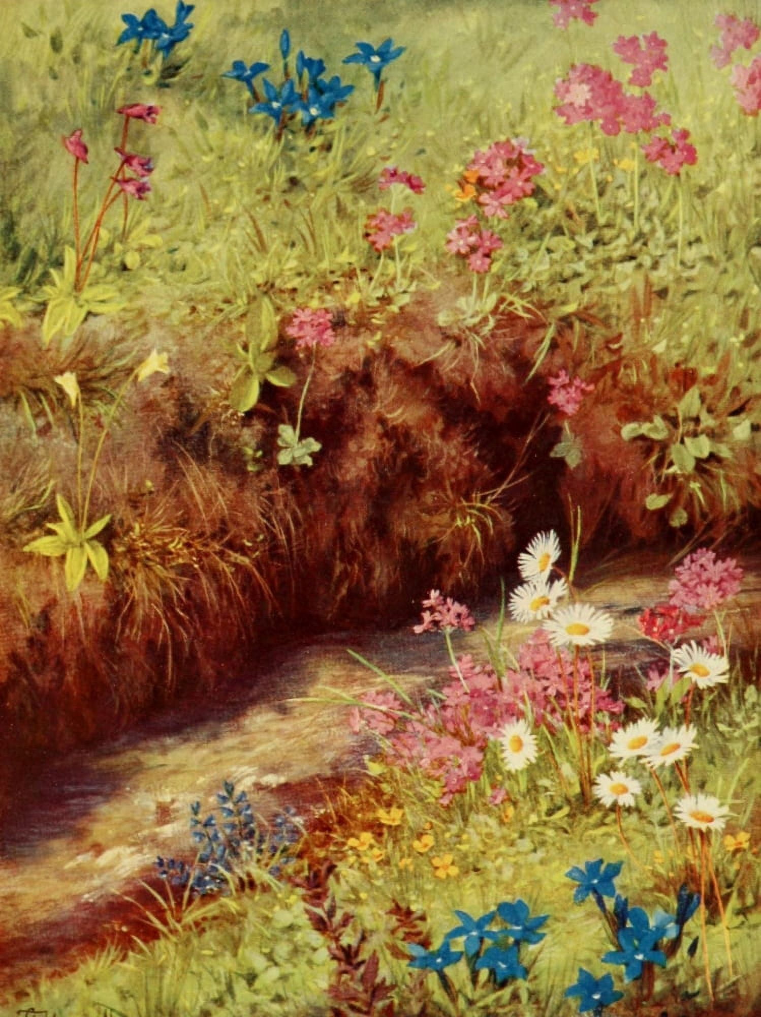 The Flower-fields of Alpine Switzerland 1911 Primula Farinosa et al Canvas Art - George J Flemwell (24 x 36)