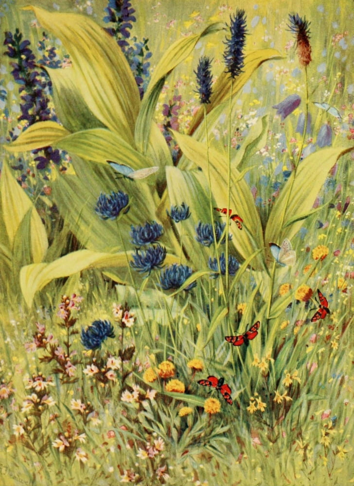 The Flower-fields of Alpine Switzerland 1911 Salvia Pratensis et al Canvas Art - George J Flemwell (24 x 36)