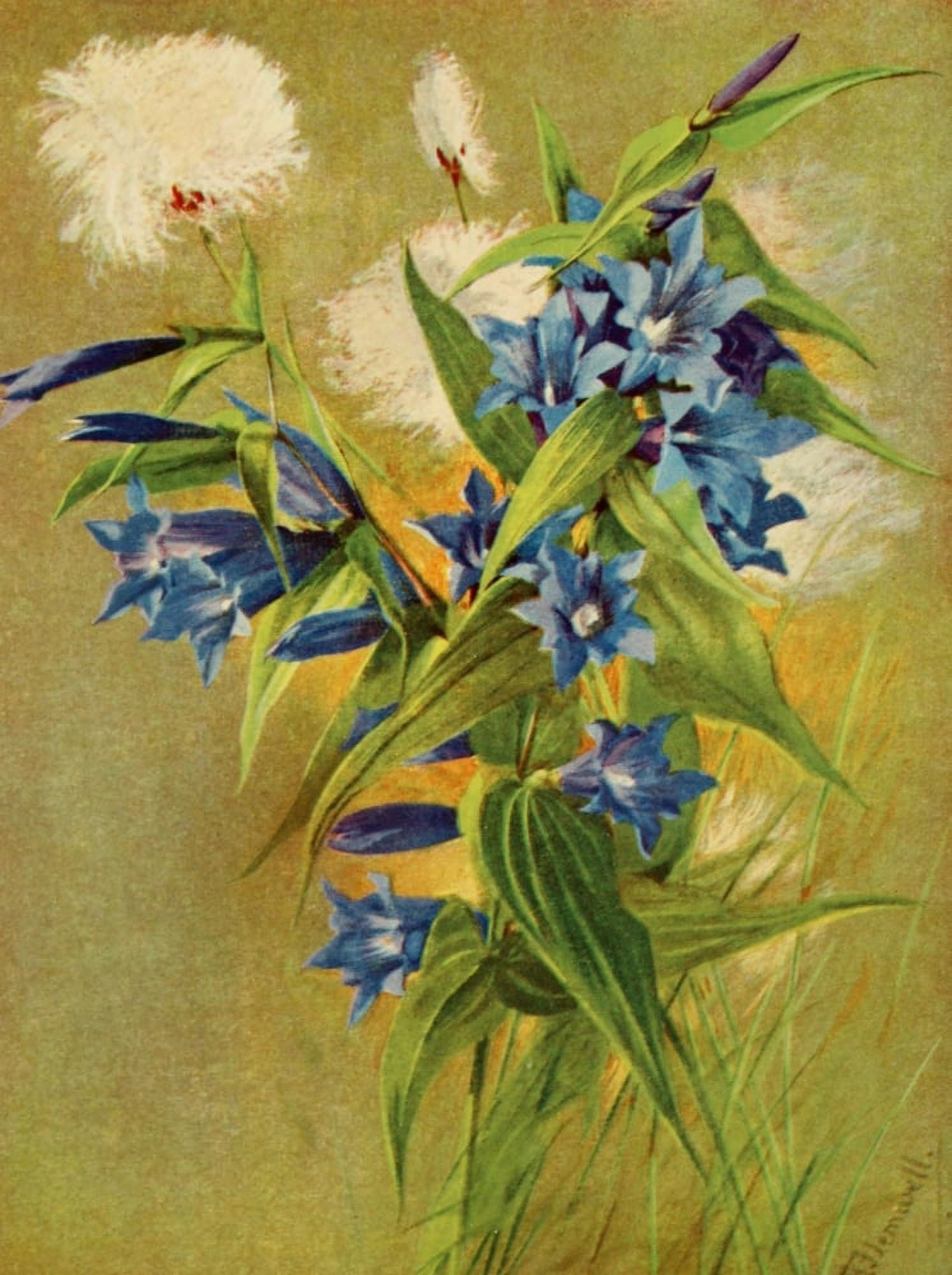 The Flower-fields of Alpine Switzerland 1911 Willow Gentian Canvas Art - George J Flemwell (18 x 24)