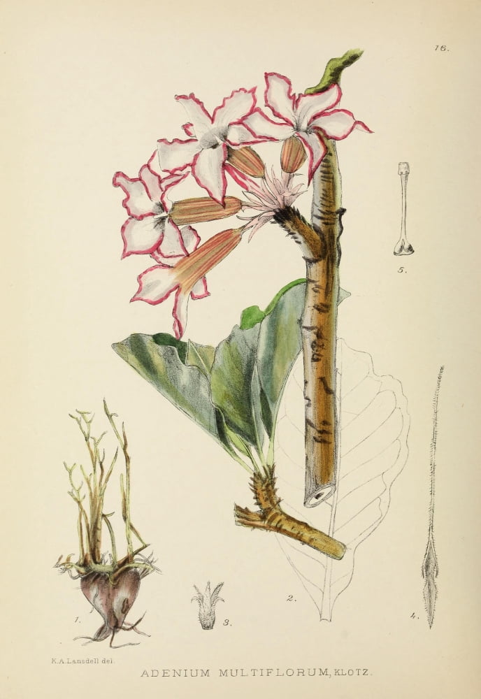The Flowering Plants of Africa 1921 Adenium Multiflorum Canvas Art - KA Lansdell (18 x 24)