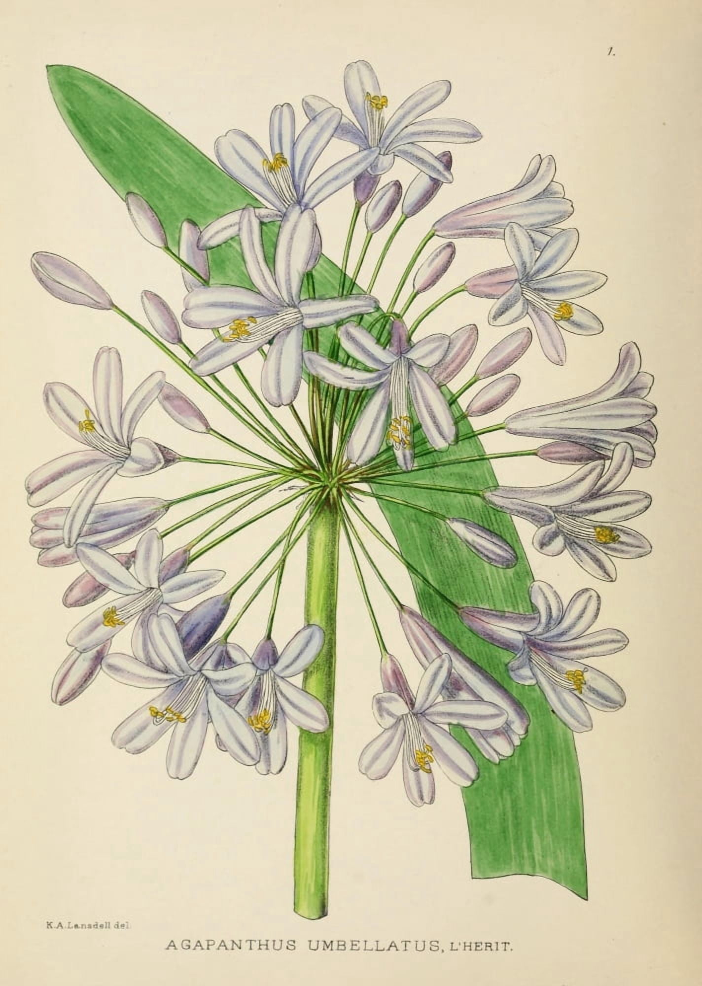 The Flowering Plants of Africa 1921 Agapanthus Umbellatus Canvas Art - KA Lansdell (18 x 24)