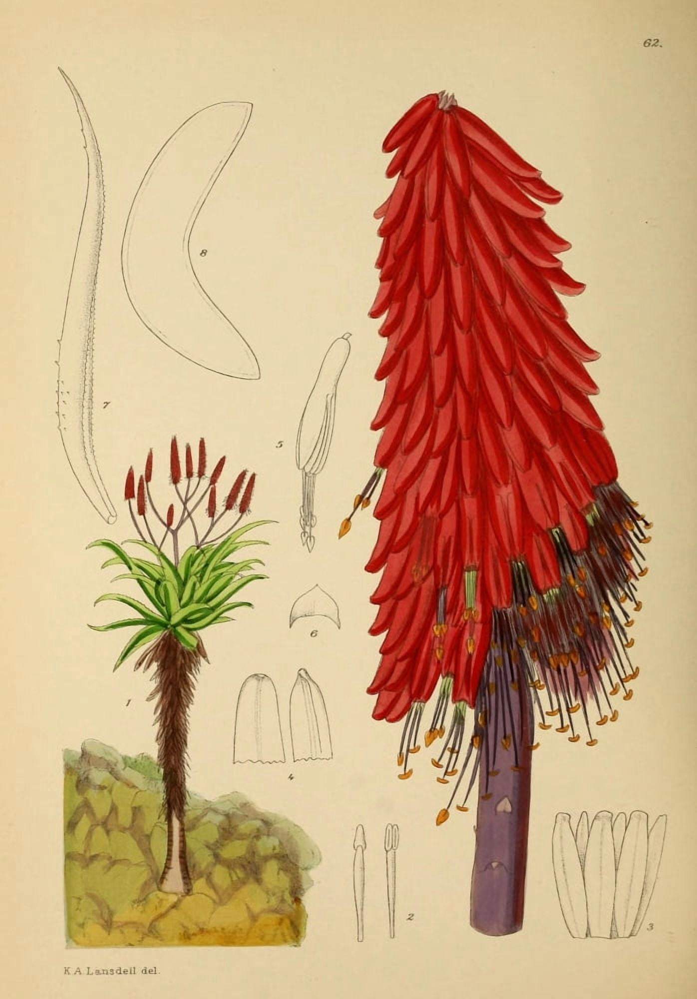 The Flowering Plants of Africa 1921 Aloe Excelsa Canvas Art - KA Lansdell (18 x 24)