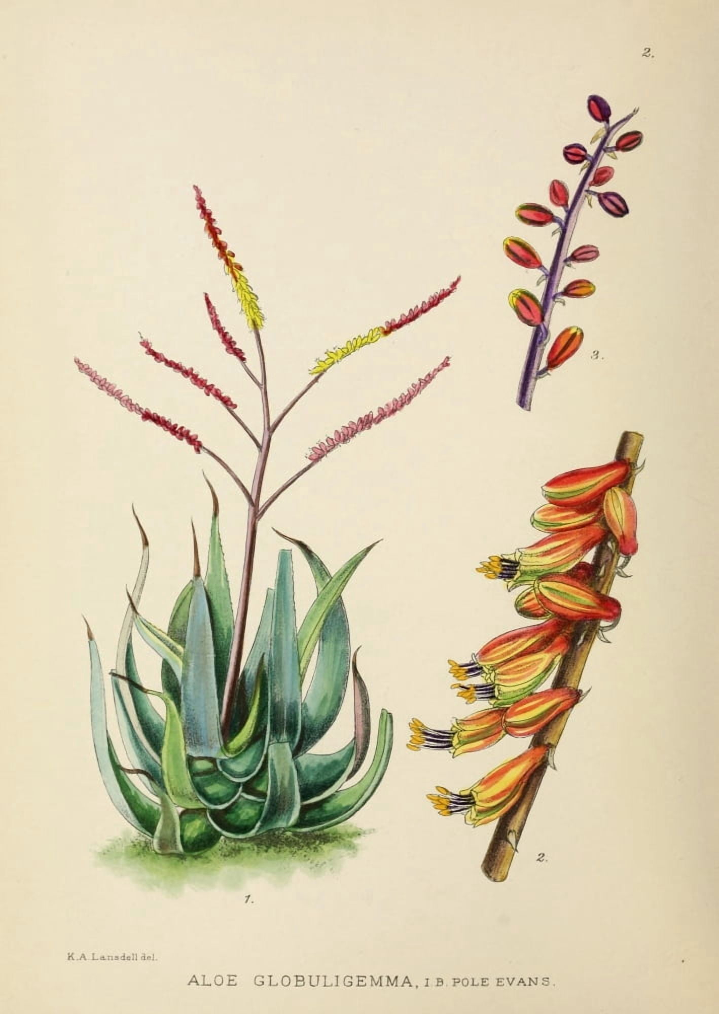 The Flowering Plants of Africa 1921 Aloe Globuligemma Canvas Art - KA Lansdell (18 x 24)