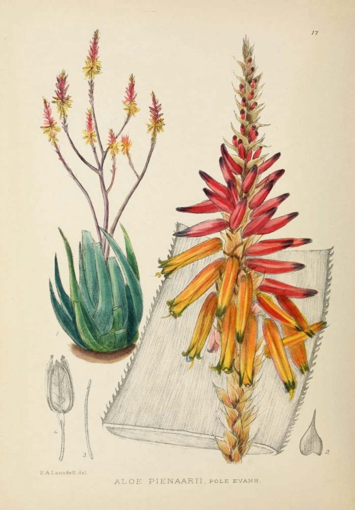 The Flowering Plants of Africa 1921 Aloe Pienaarii Canvas Art - KA Lansdell (18 x 24)