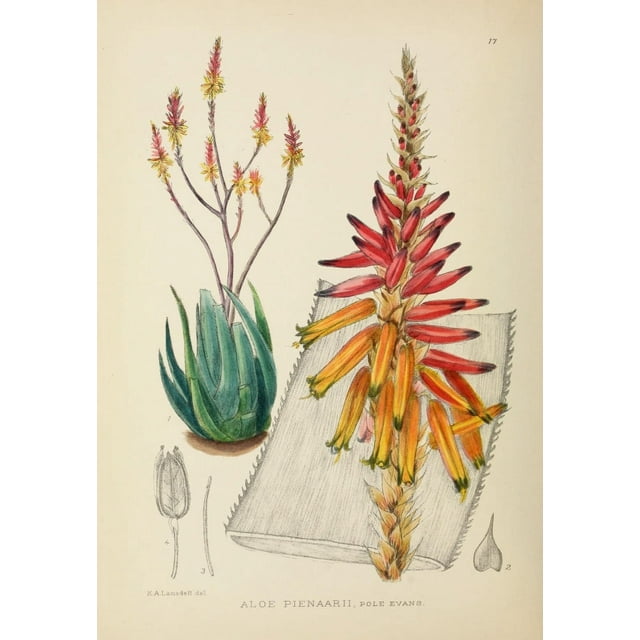 The Flowering Plants of Africa 1921 Aloe Pienaarii Poster Print by  K.A. Lansdell (24 x 36)