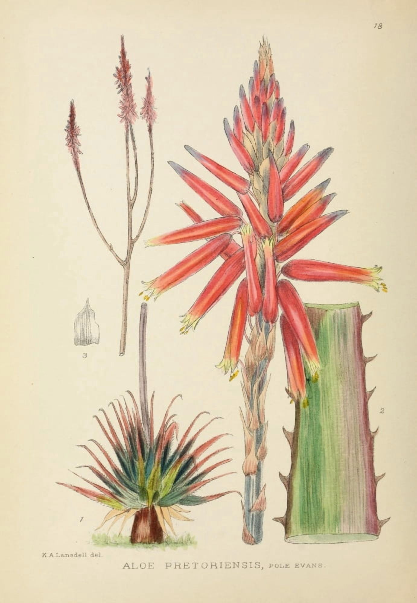 The Flowering Plants of Africa 1921 Aloe Pretoriensis Canvas Art - KA Lansdell (24 x 36)