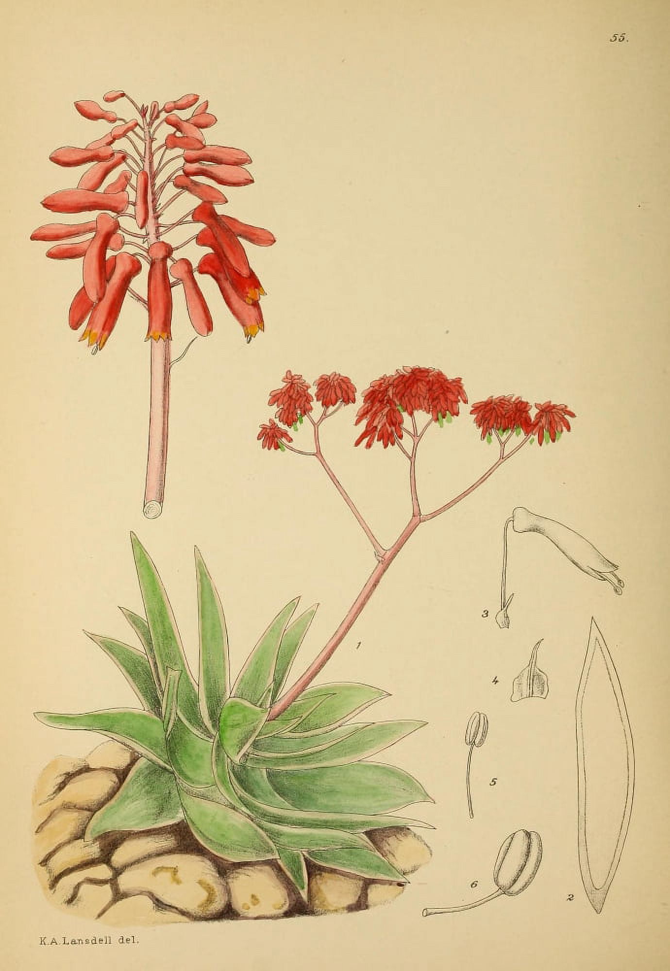 The Flowering Plants of Africa 1921 Aloe Striata Canvas Art - KA Lansdell (18 x 24)