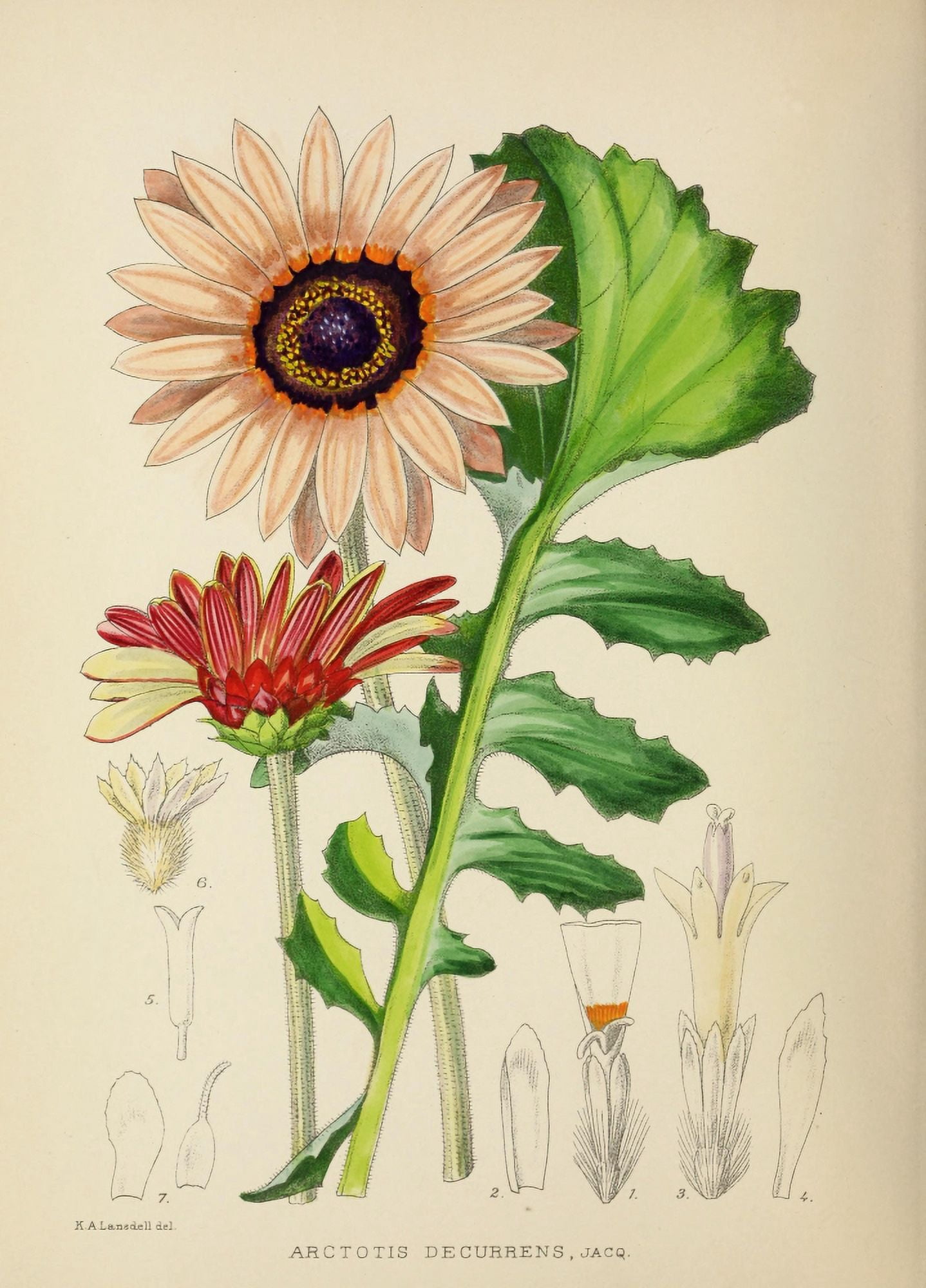 The Flowering Plants of Africa 1921 Arctotis Decurrens Canvas Art - KA Lansdell (24 x 36)