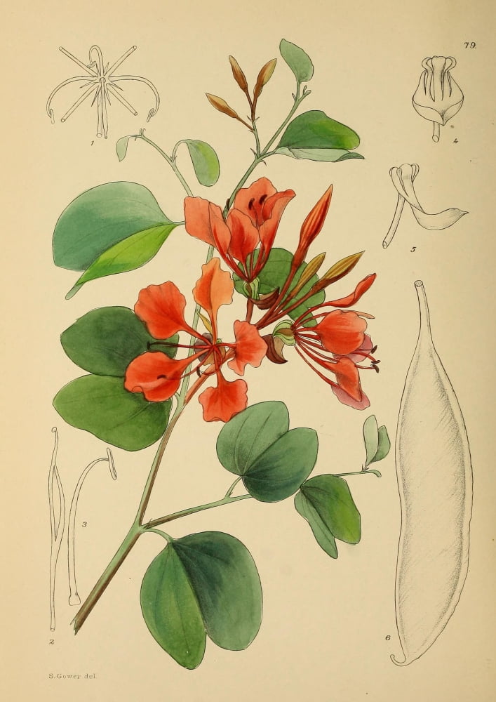 The Flowering Plants of Africa 1921 Bauhinia Galpinii Canvas Art - KA Lansdell (18 x 24)