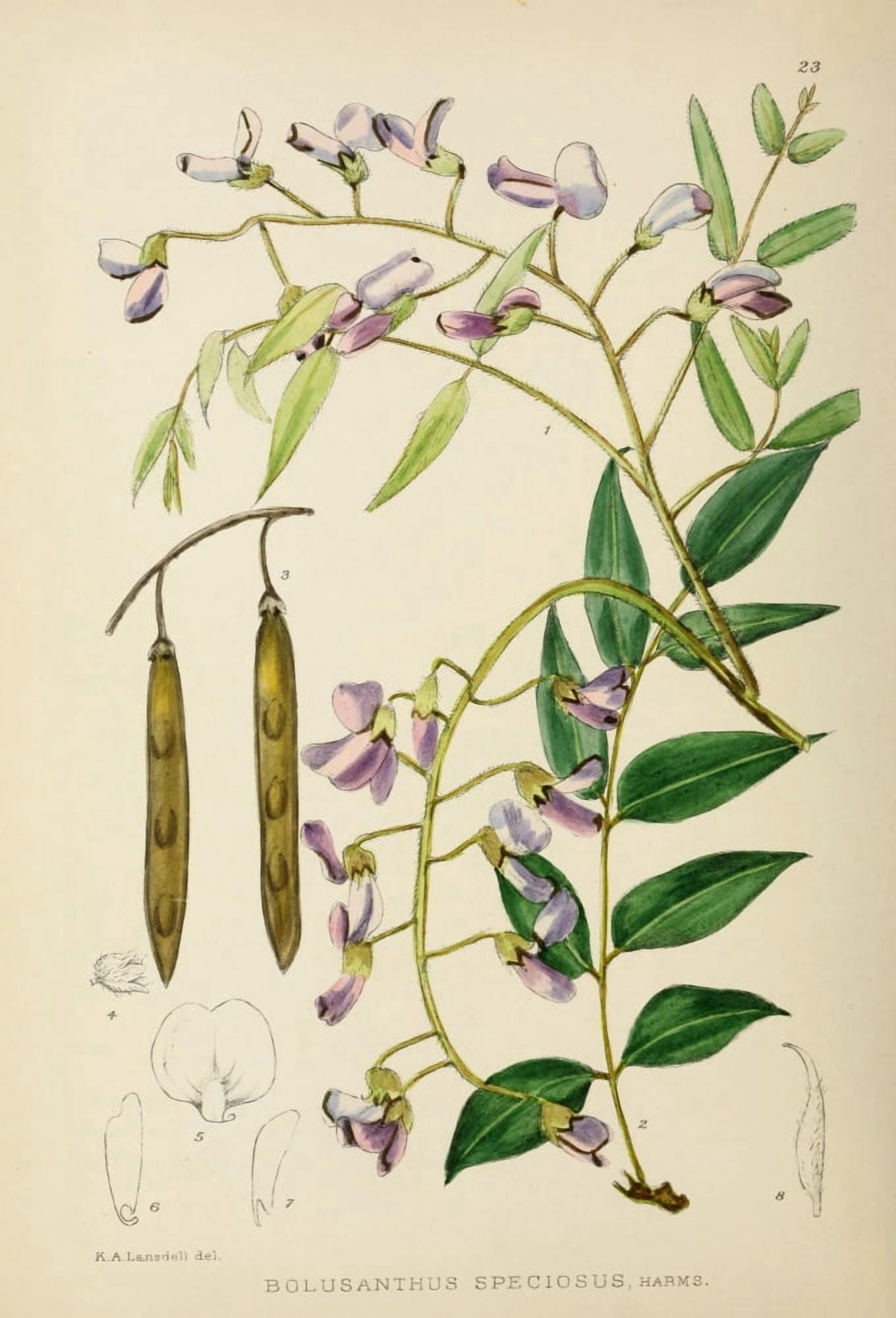 The Flowering Plants of Africa 1921 Bolusanthus Speciosus Canvas Art - KA Lansdell (24 x 36)
