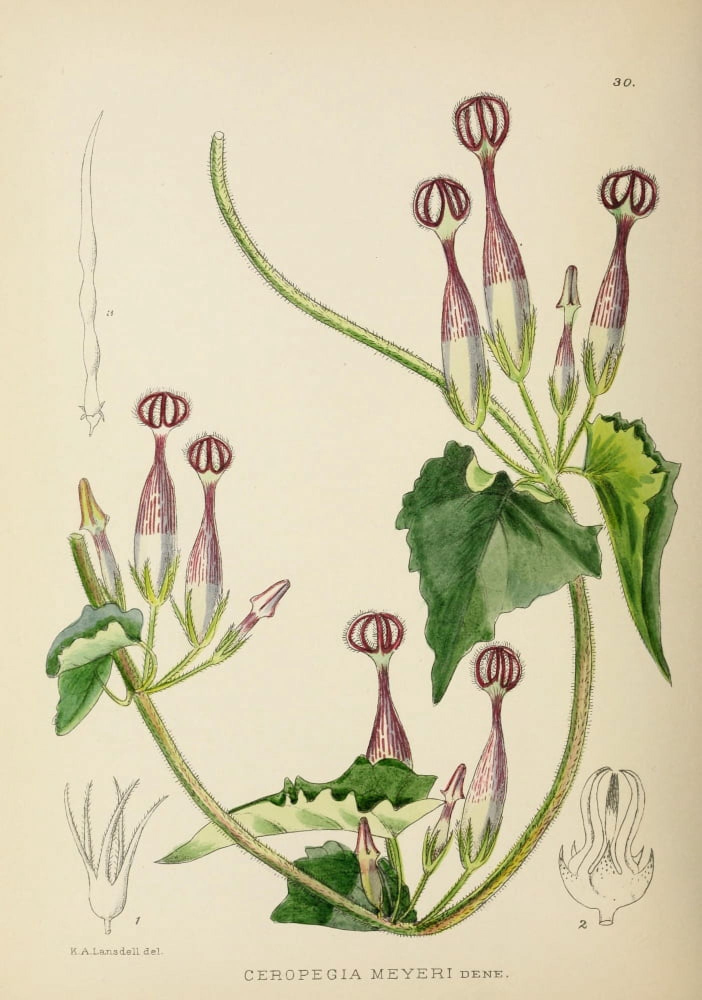 The Flowering Plants of Africa 1921 Ceropegia Meyeri Canvas Art - KA Lansdell (18 x 24)