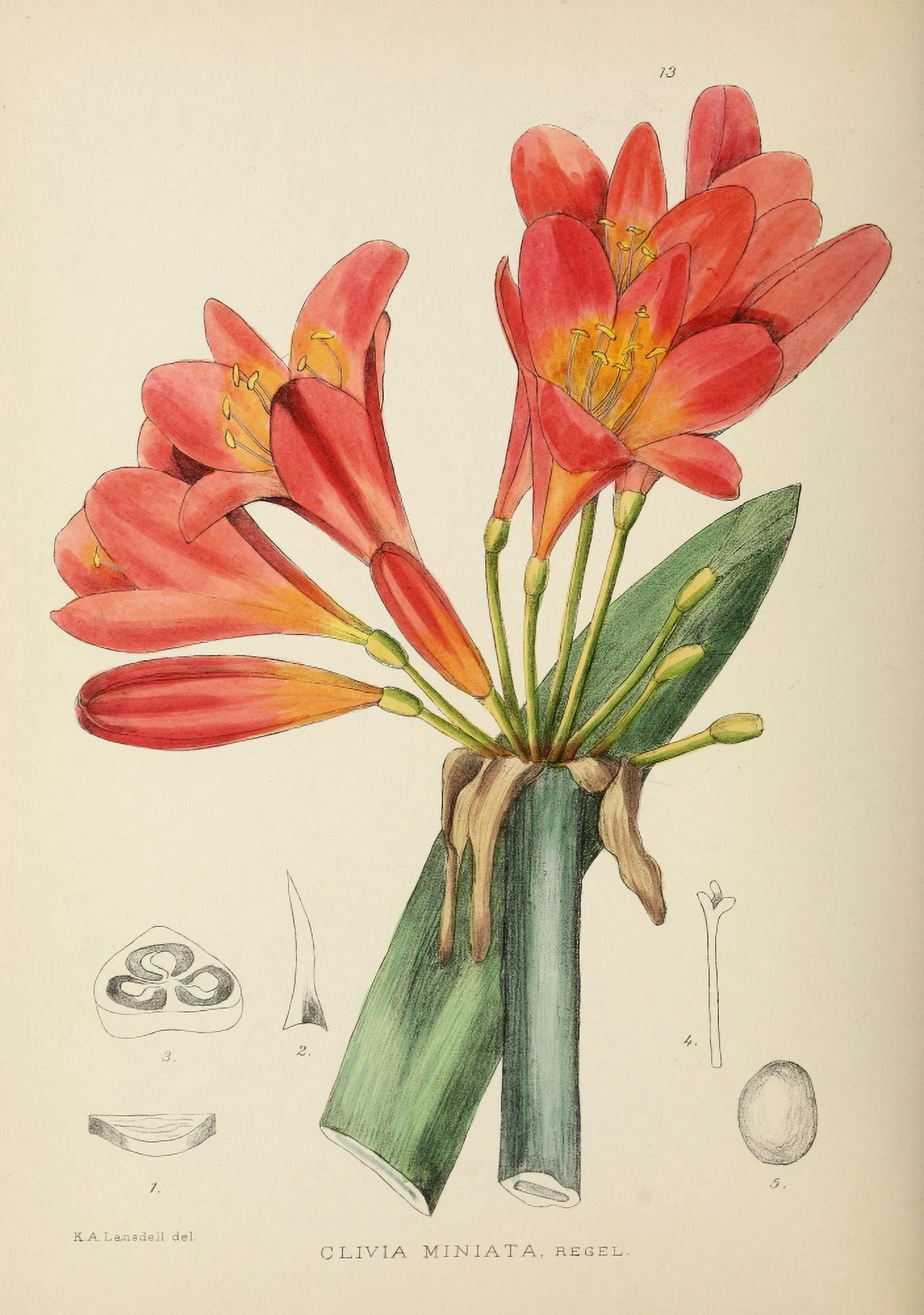 The Flowering Plants of Africa 1921 Clivia Miniata Canvas Art - KA Lansdell (18 x 24)