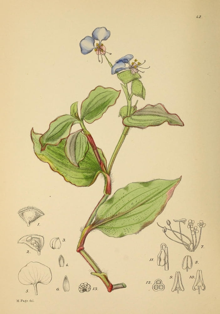 The Flowering Plants of Africa 1921 Commelina Canvas Art - KA Lansdell (24 x 36)