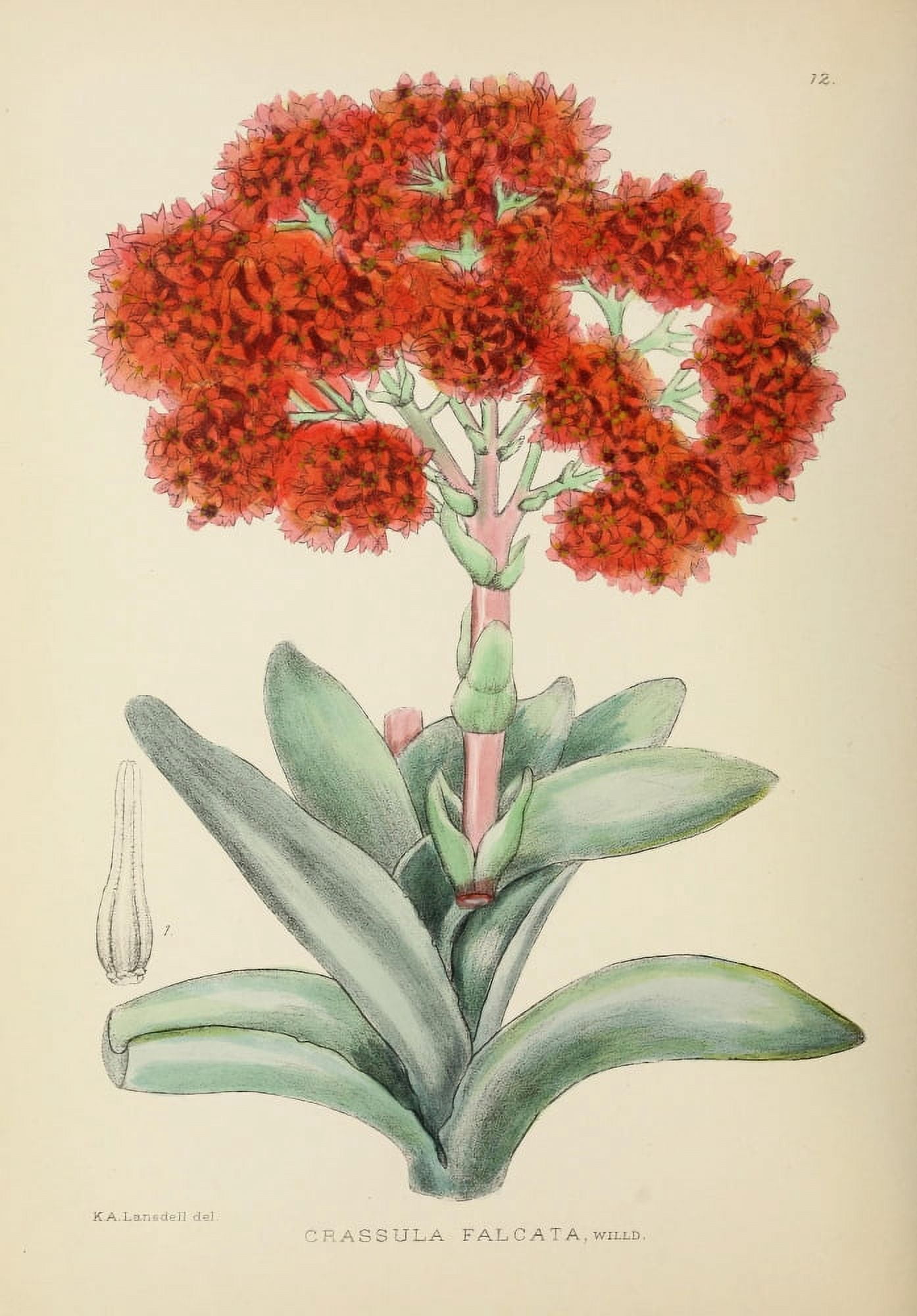 The Flowering Plants of Africa 1921 Crassula Falcata Canvas Art - KA Lansdell (18 x 24)