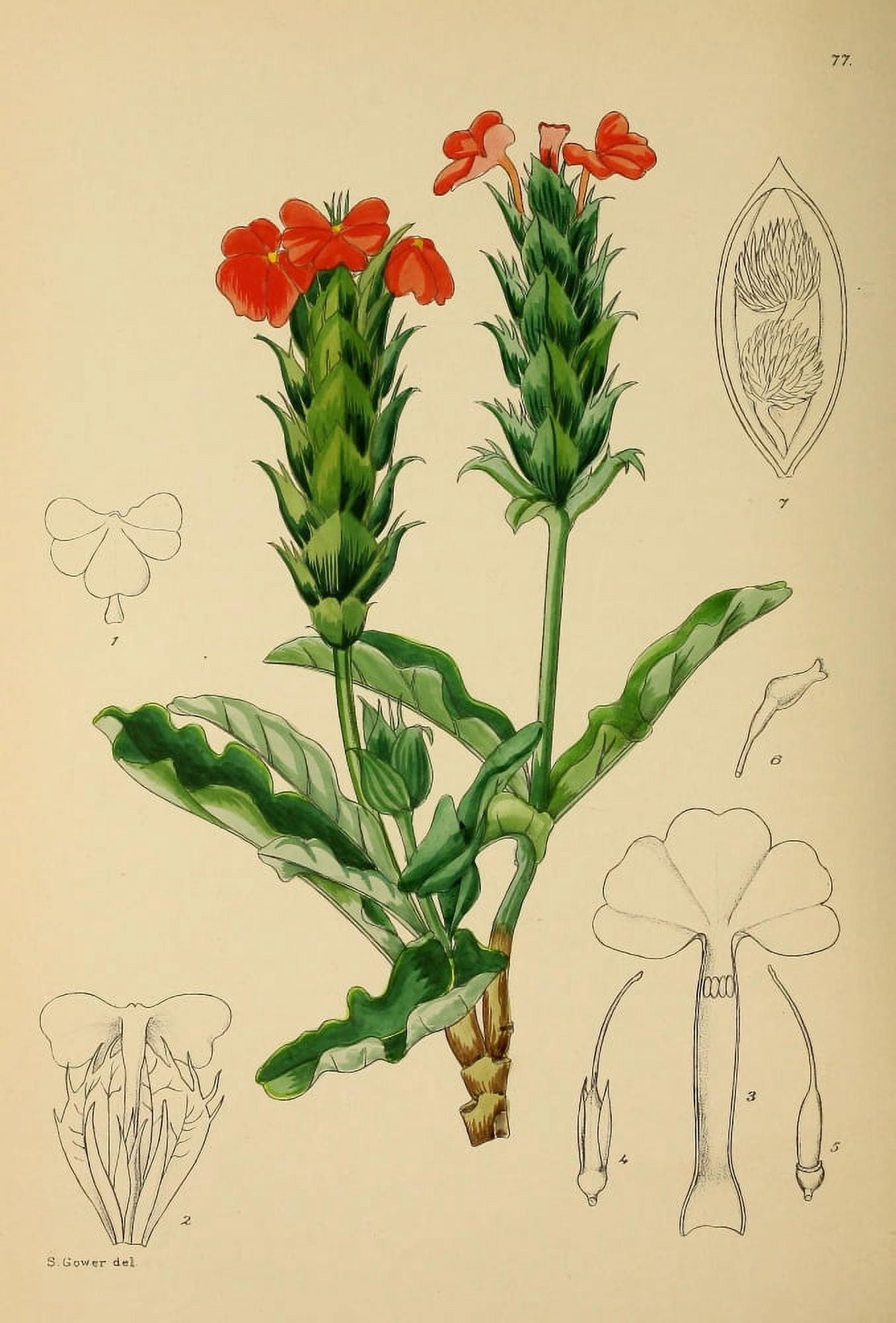 The Flowering Plants of Africa 1921 Crossandra Greenstockii Canvas Art - KA Lansdell (18 x 24)