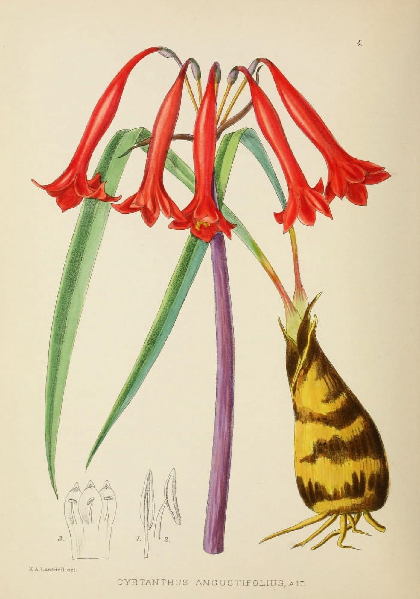 The Flowering Plants of Africa 1921 Cyrtanthus Angustifolius Canvas Art - KA Lansdell (24 x 36)