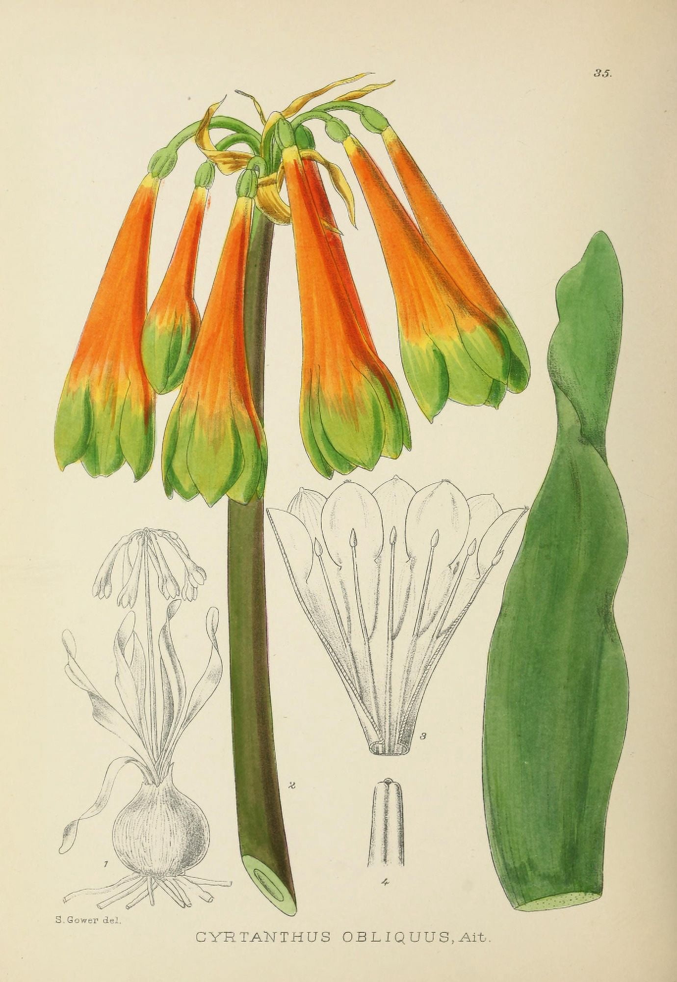 The Flowering Plants of Africa 1921 Cyrtanthus Obliquus Canvas Art - KA Lansdell (24 x 36)