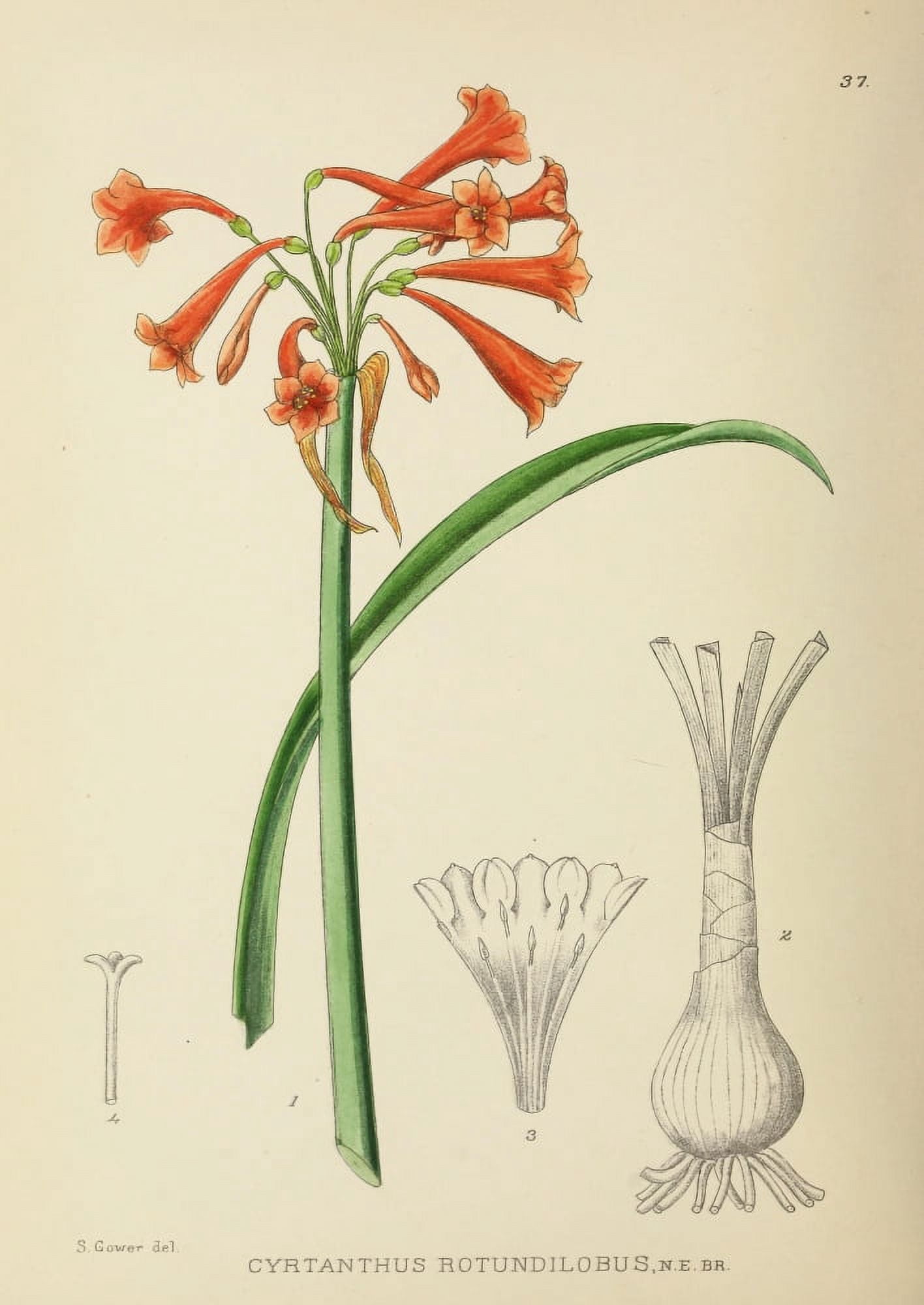 The Flowering Plants of Africa 1921 Cyrtanthus Rotundilobus Canvas Art - KA Lansdell (18 x 24)