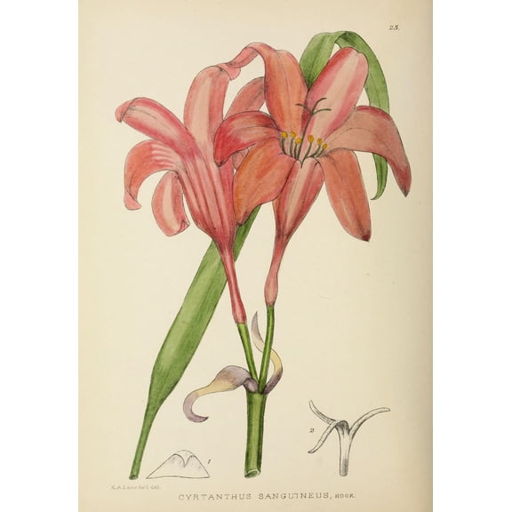 The Flowering Plants of Africa 1921 Cyrtanthus Sanguineus Canvas Art - KA Lansdell (18 x 24)