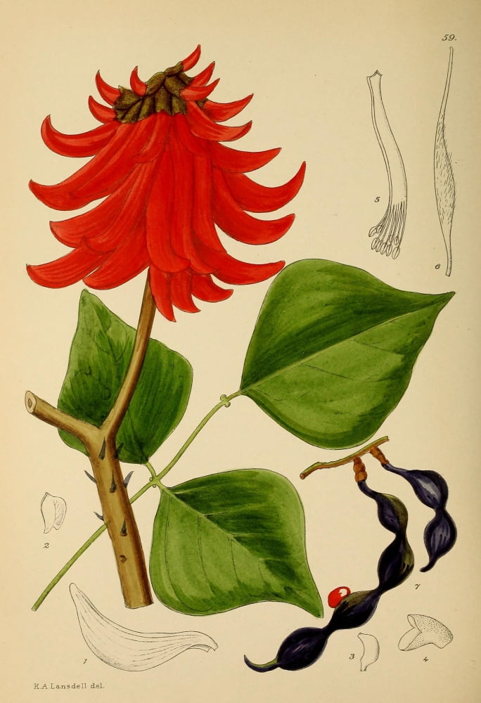 The Flowering Plants of Africa 1921 Erythrina Caffra Canvas Art - KA Lansdell (18 x 24)