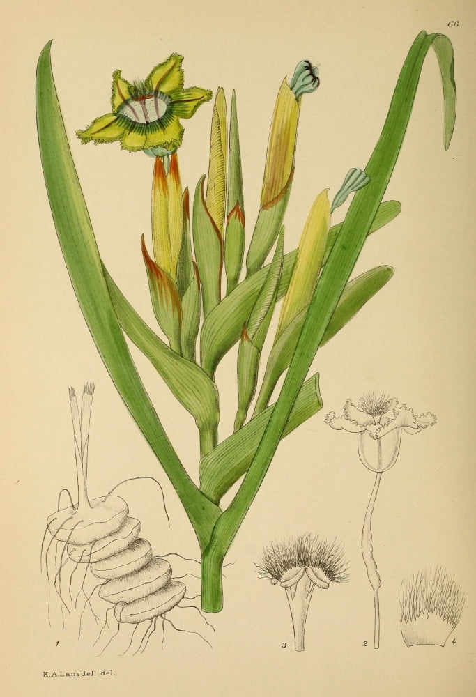 The Flowering Plants of Africa 1921 Ferraria Antherosa Canvas Art - KA Lansdell (18 x 24)