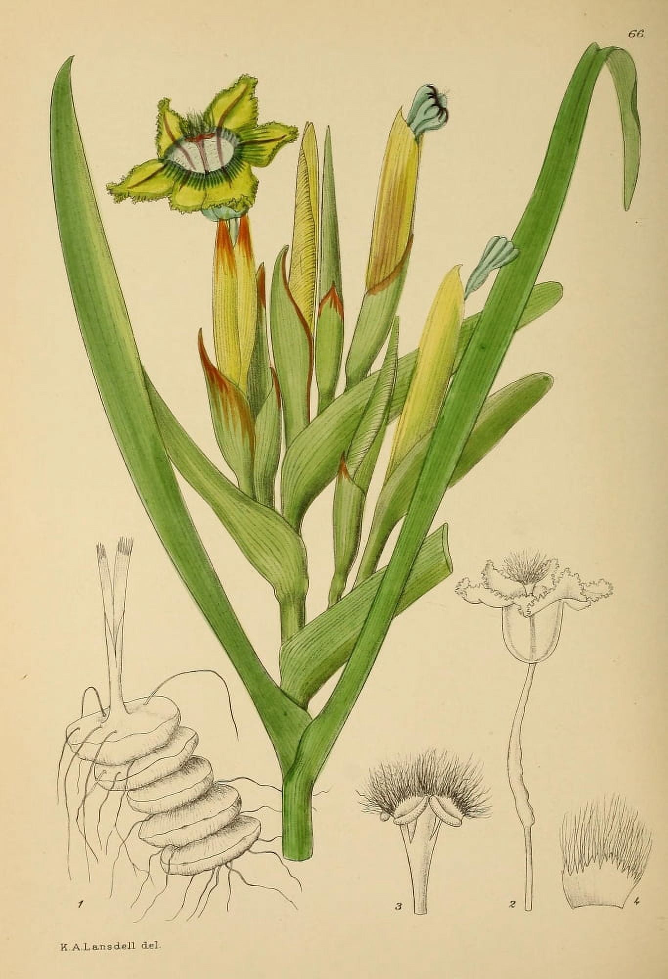 The Flowering Plants of Africa 1921 Ferraria Antherosa Canvas Art - KA Lansdell (24 x 36)