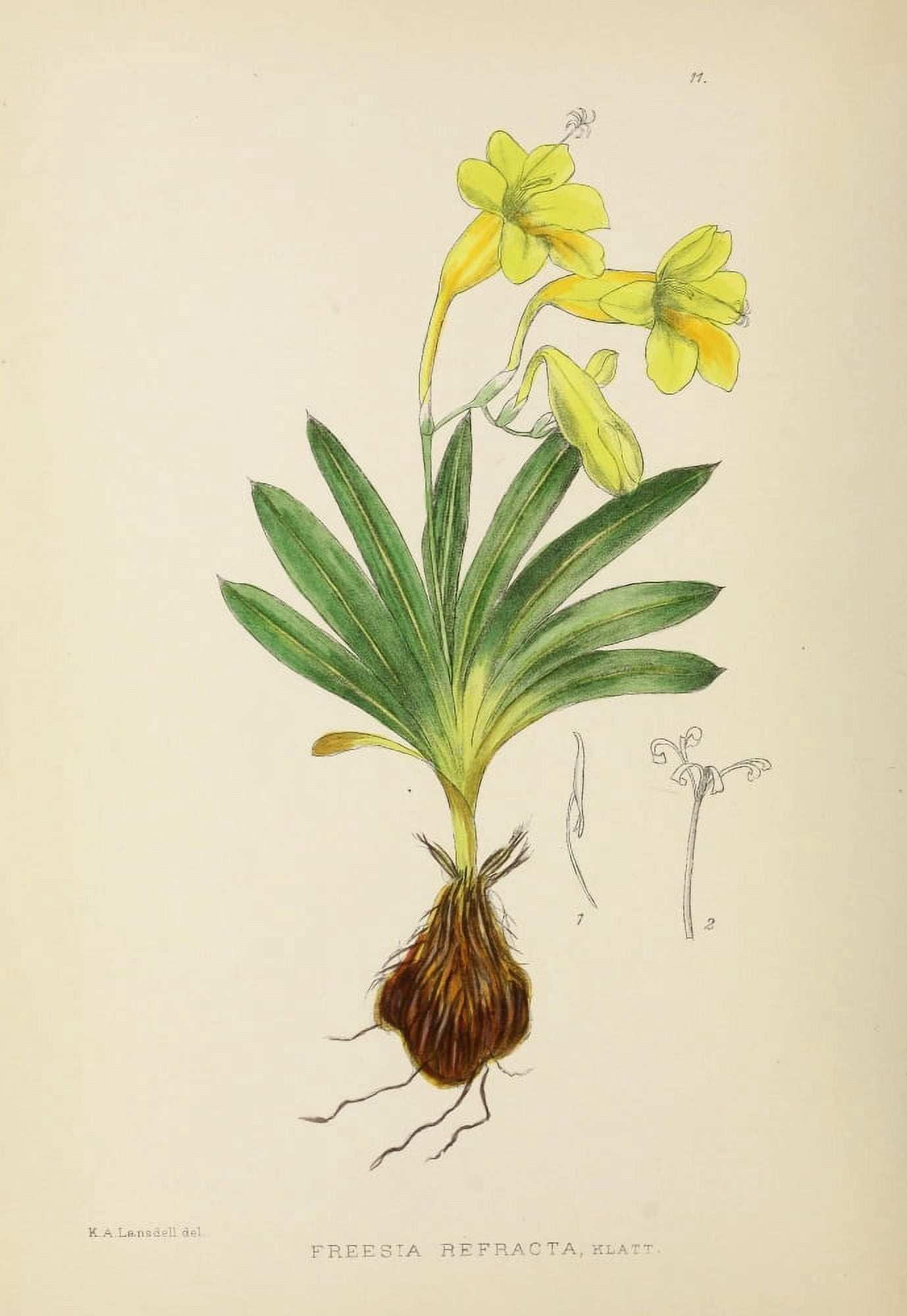 The Flowering Plants of Africa 1921 Freesia Refracta Canvas Art - KA Lansdell (24 x 36)