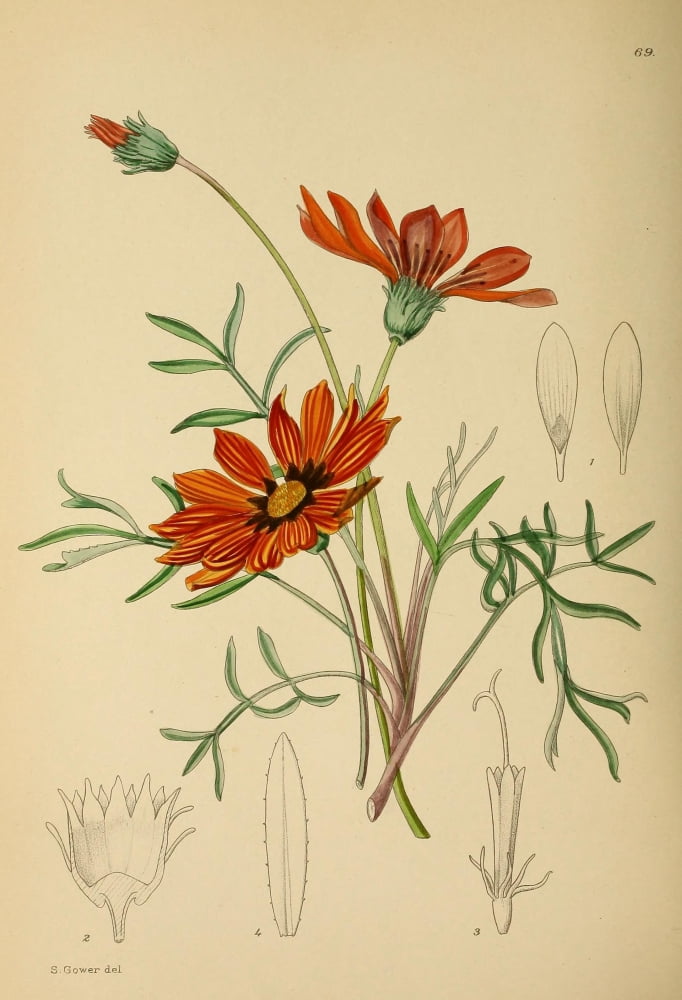 The Flowering Plants of Africa 1921 Gazania Pavonia Canvas Art - KA Lansdell (18 x 24)