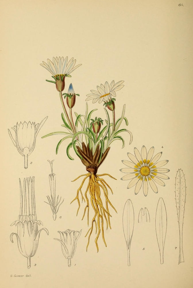 The Flowering Plants of Africa 1921 Gazania Pygmara Canvas Art - KA Lansdell (24 x 36)