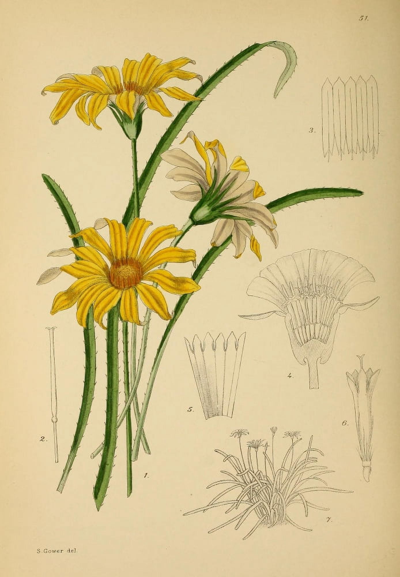 The Flowering Plants of Africa 1921 Gazania Subulata Canvas Art - KA Lansdell (24 x 36)