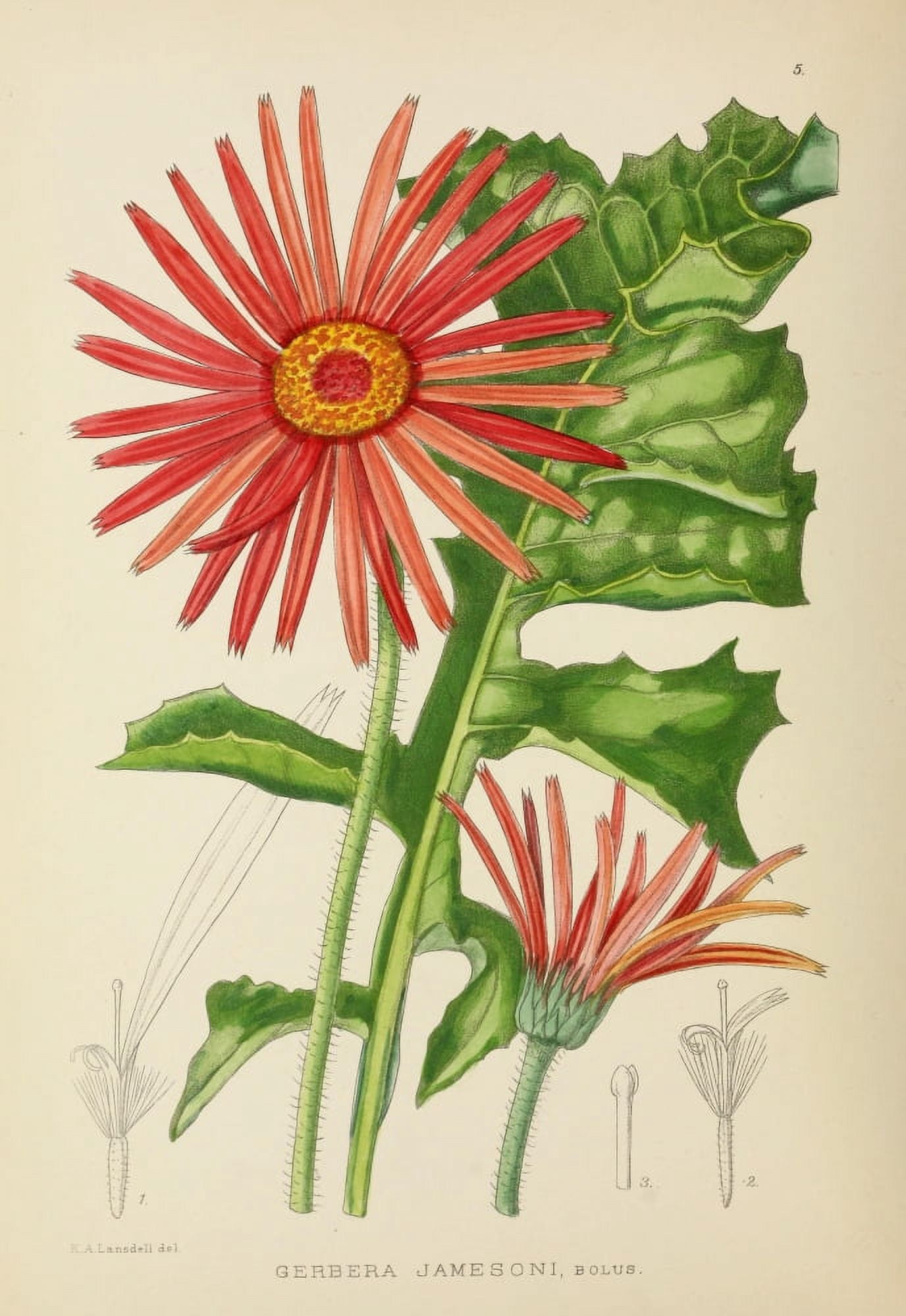 The Flowering Plants of Africa 1921 Gerbera Jamesoni Canvas Art - KA Lansdell (24 x 36)