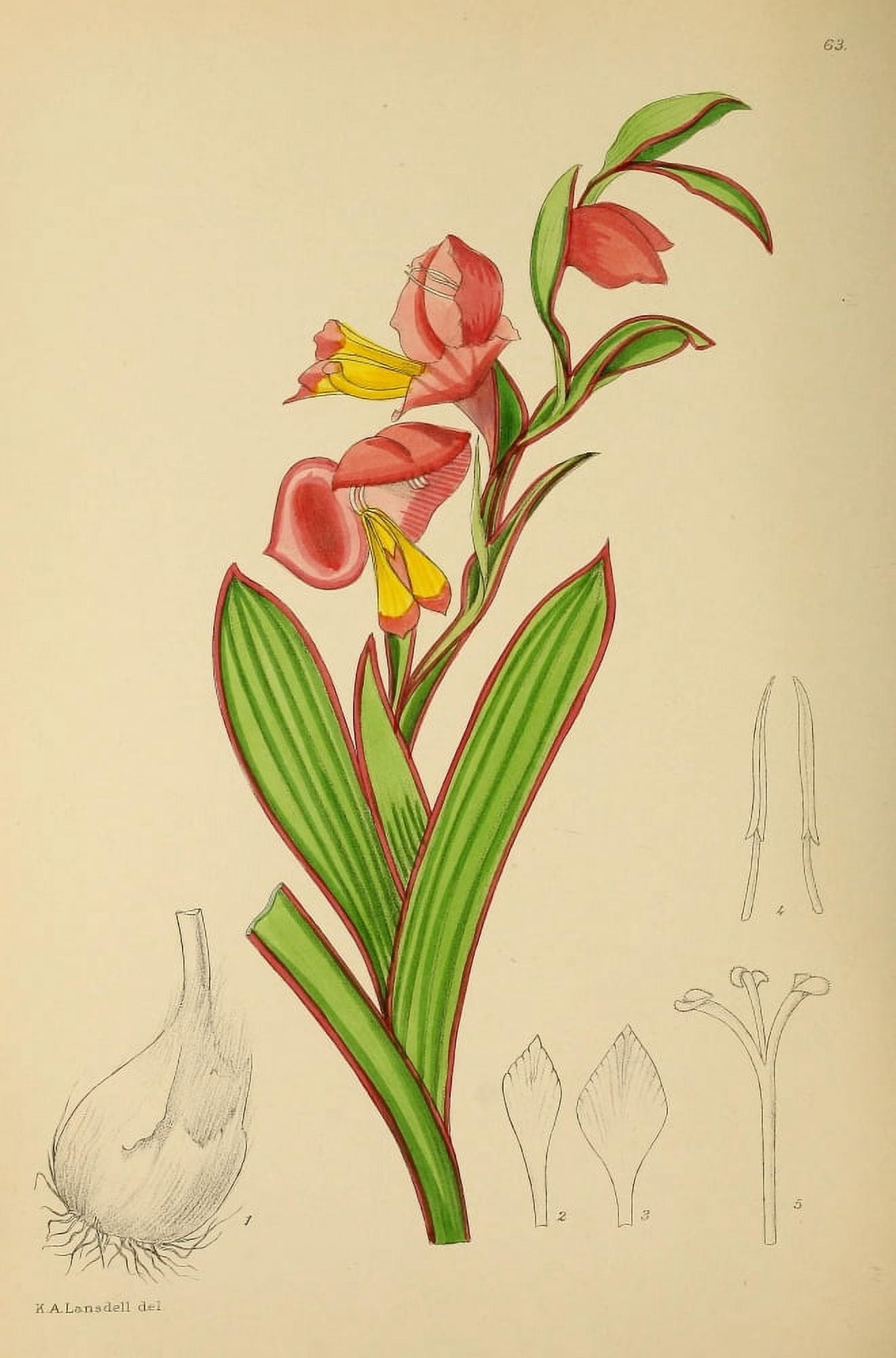 The Flowering Plants of Africa 1921 Gladiolus Alatus Canvas Art - KA Lansdell (18 x 24)