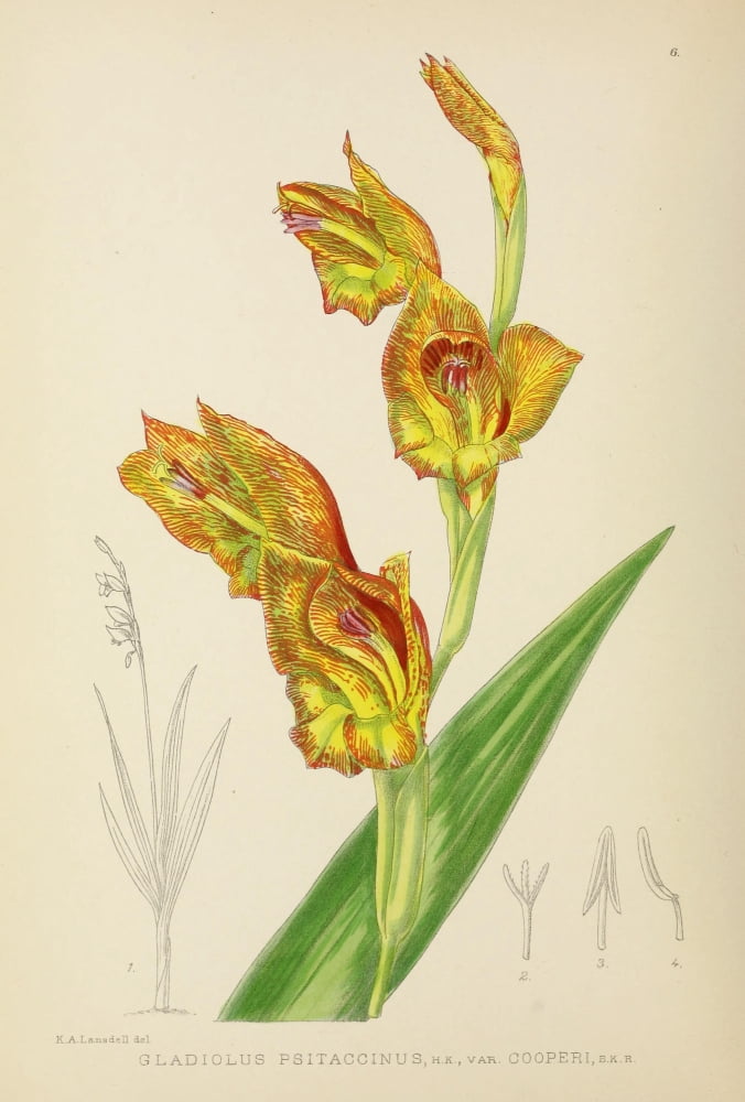 The Flowering Plants of Africa 1921 Gladiolus Psitaccinus Canvas Art - KA Lansdell (24 x 36)