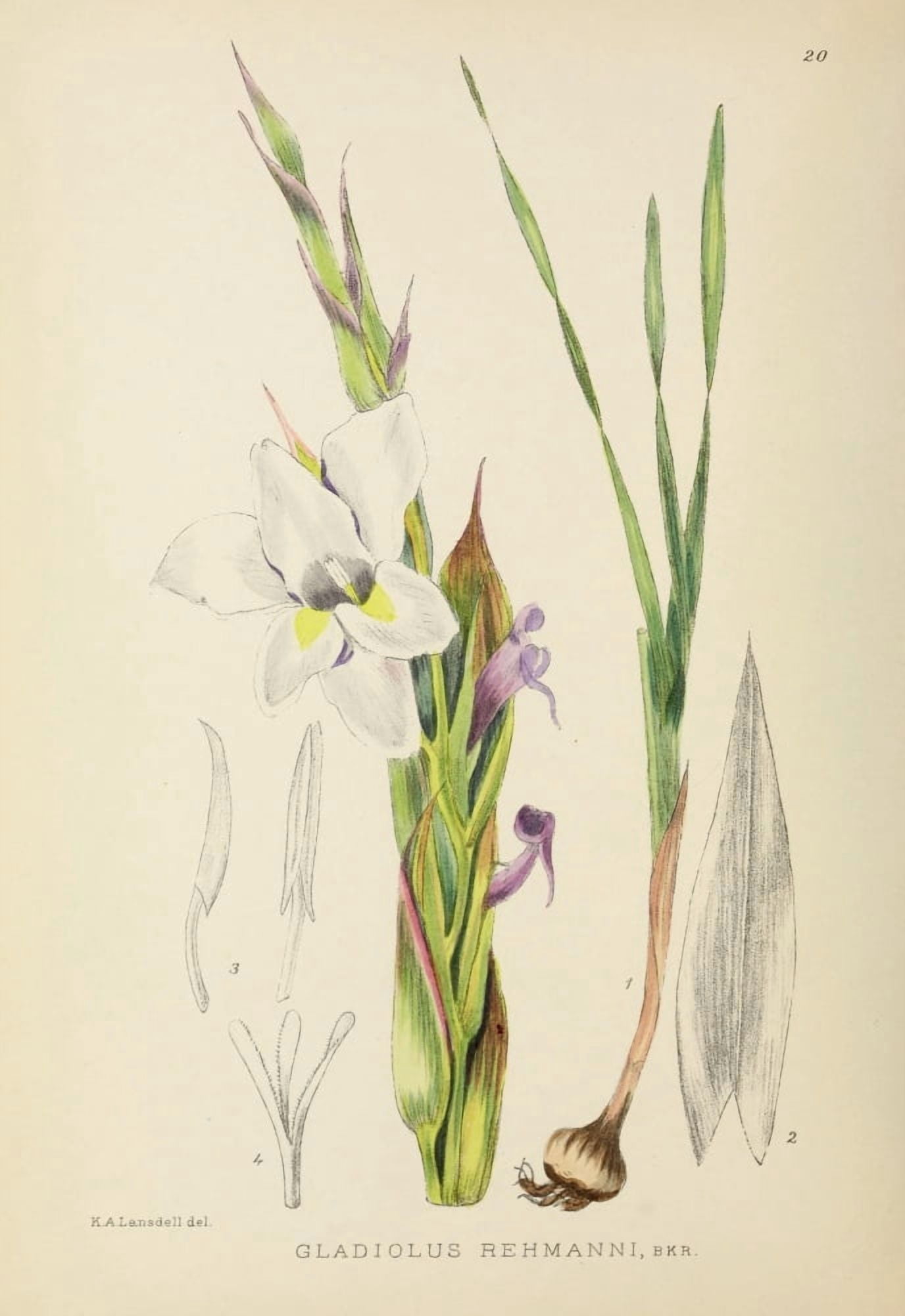 The Flowering Plants of Africa 1921 Gladiolus Rehmanni Canvas Art - KA Lansdell (18 x 24)