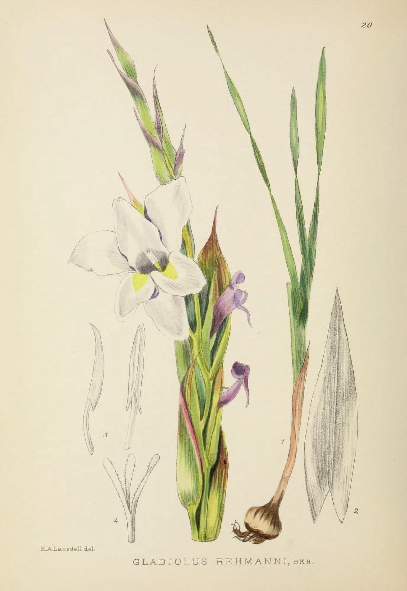 The Flowering Plants of Africa 1921 Gladiolus Rehmanni Canvas Art - KA Lansdell (24 x 36)