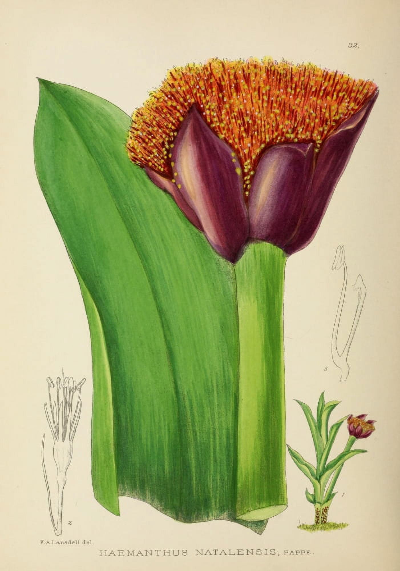 The Flowering Plants of Africa 1921 Haemanthus Natalensis Canvas Art - KA Lansdell (18 x 24)