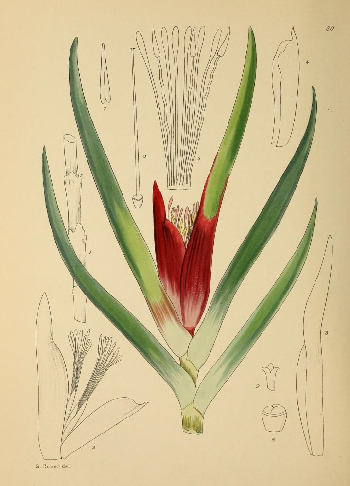 The Flowering Plants of Africa 1921 Klattia Strokoel Canvas Art - KA Lansdell (18 x 24)