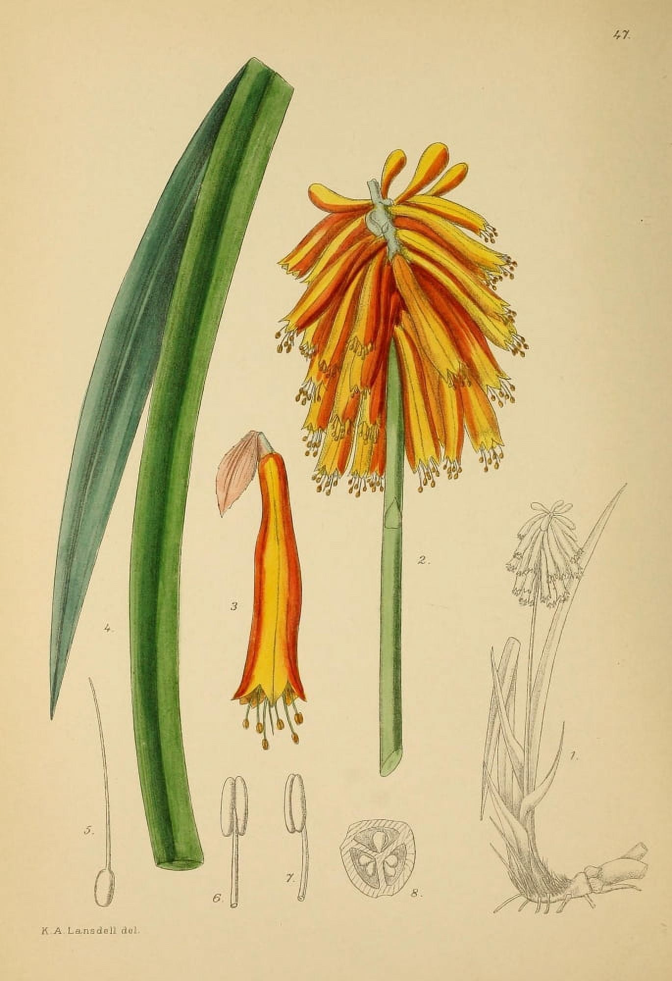 The Flowering Plants of Africa 1921 Kniphofia Alooides Canvas Art - KA Lansdell (24 x 36)