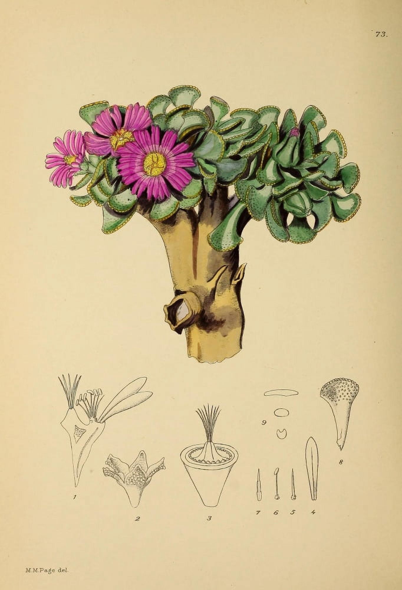The Flowering Plants of Africa 1921 Mesembryanthemum Crassipes Canvas Art - KA Lansdell (24 x 36)