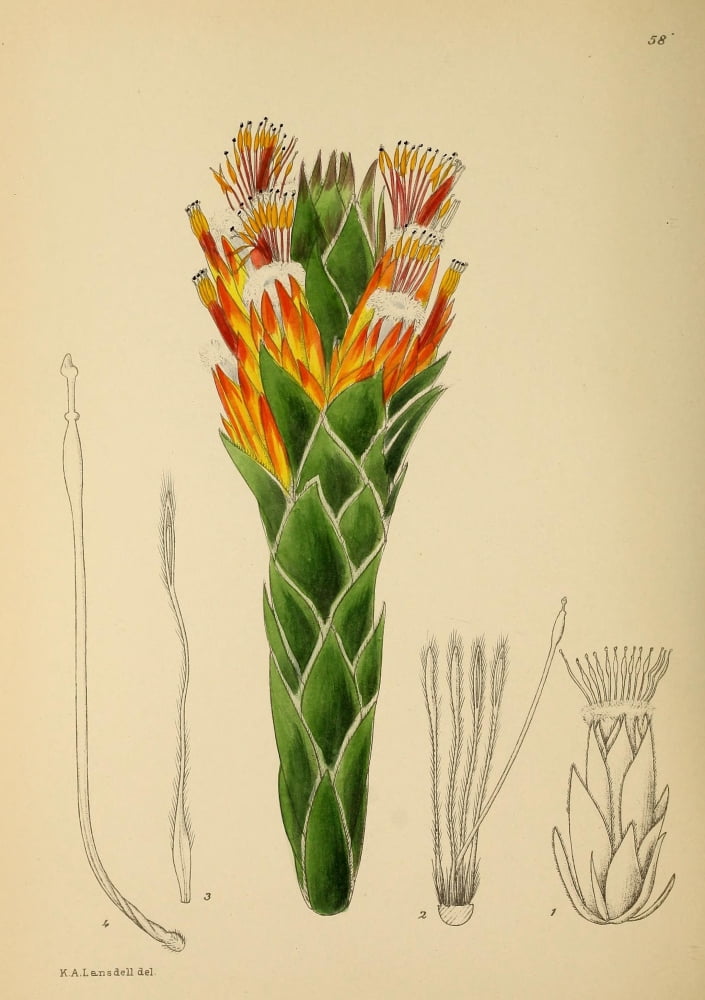 The Flowering Plants of Africa 1921 Mimetis Capitulata Canvas Art - KA Lansdell (18 x 24)