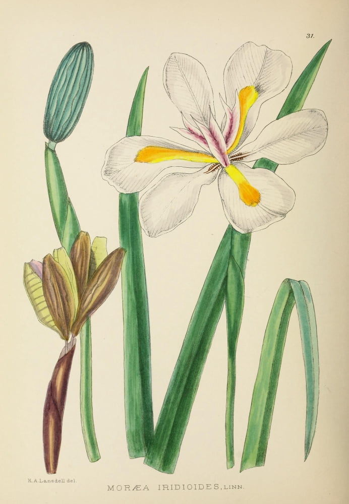 The Flowering Plants of Africa 1921 Moraea Iridioides Canvas Art - KA Lansdell (18 x 24)