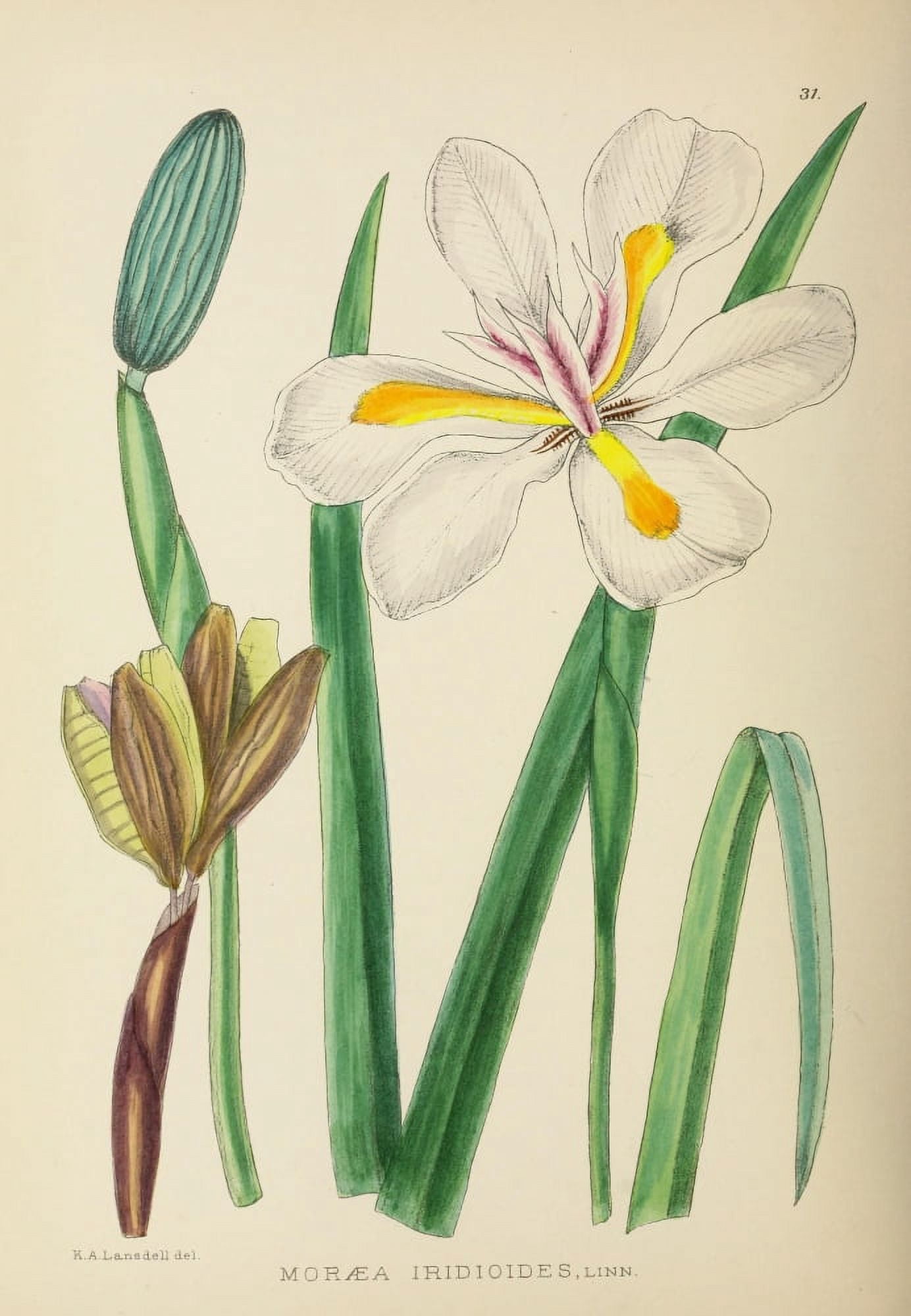 The Flowering Plants of Africa 1921 Moraea Iridioides Canvas Art - KA Lansdell (24 x 36)
