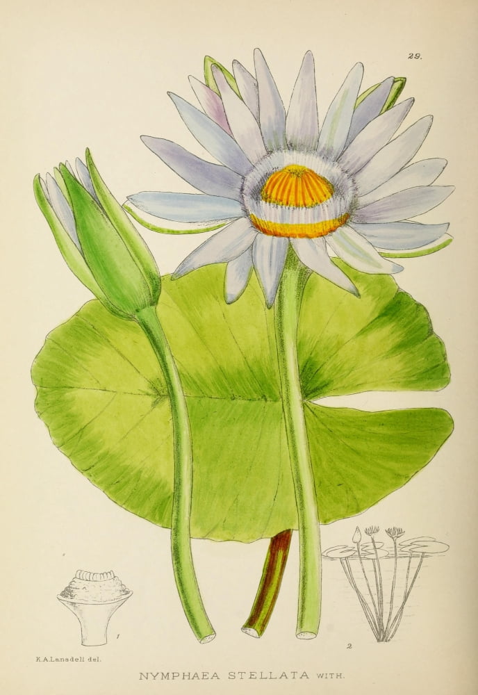 The Flowering Plants of Africa 1921 Nymphaea Stellata Canvas Art - KA Lansdell (18 x 24)