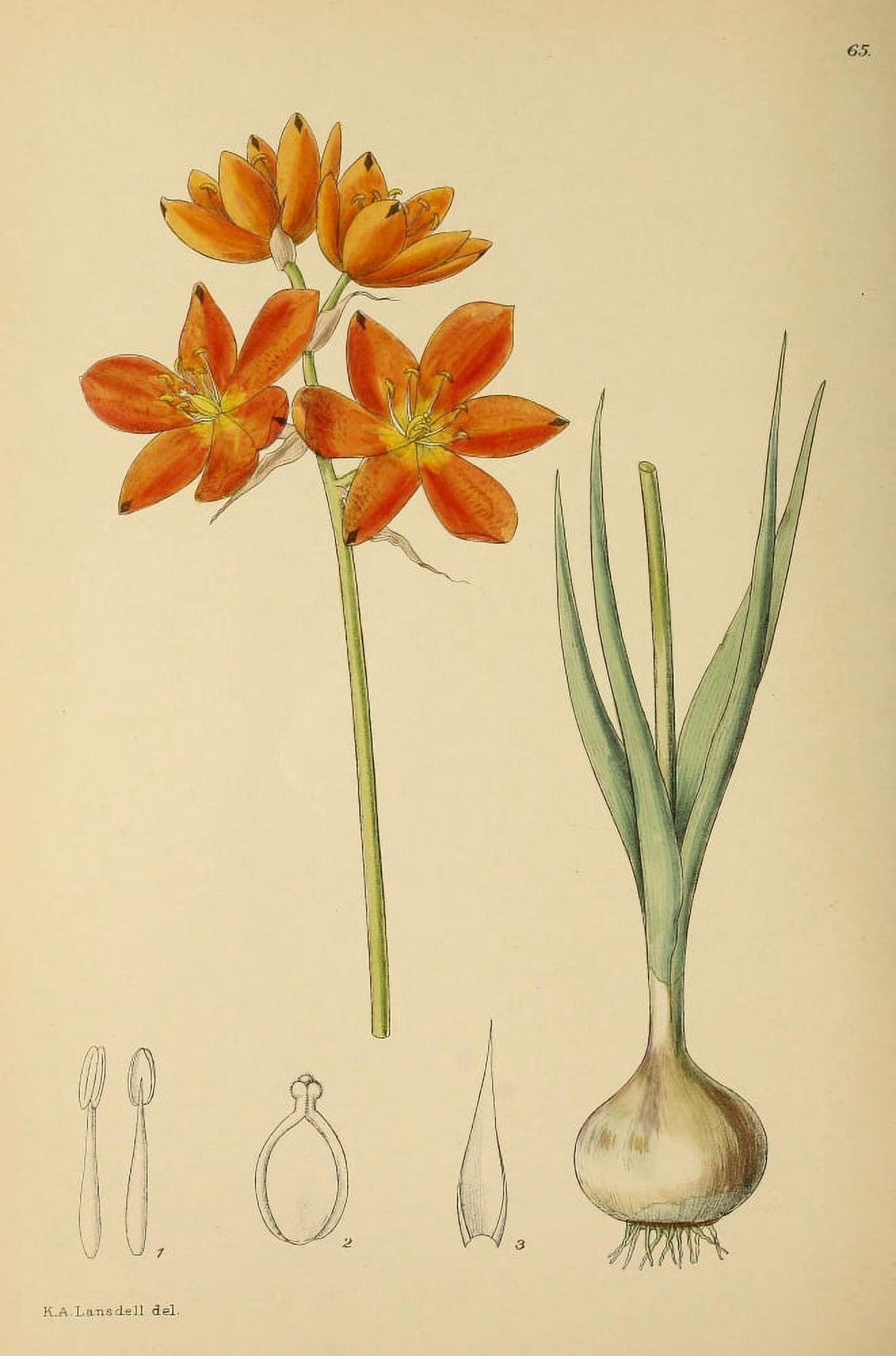 The Flowering Plants of Africa 1921 Ornithogalum Thunbergianum Canvas Art - KA Lansdell (18 x 24)