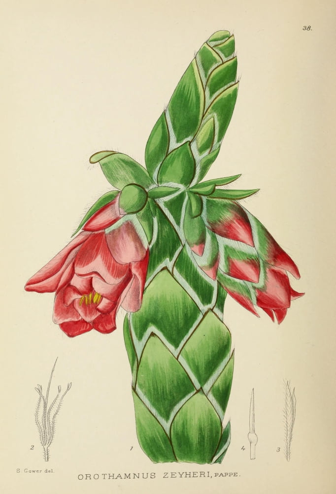 The Flowering Plants of Africa 1921 Orothamnus Zeyheri Canvas Art - KA Lansdell (18 x 24)