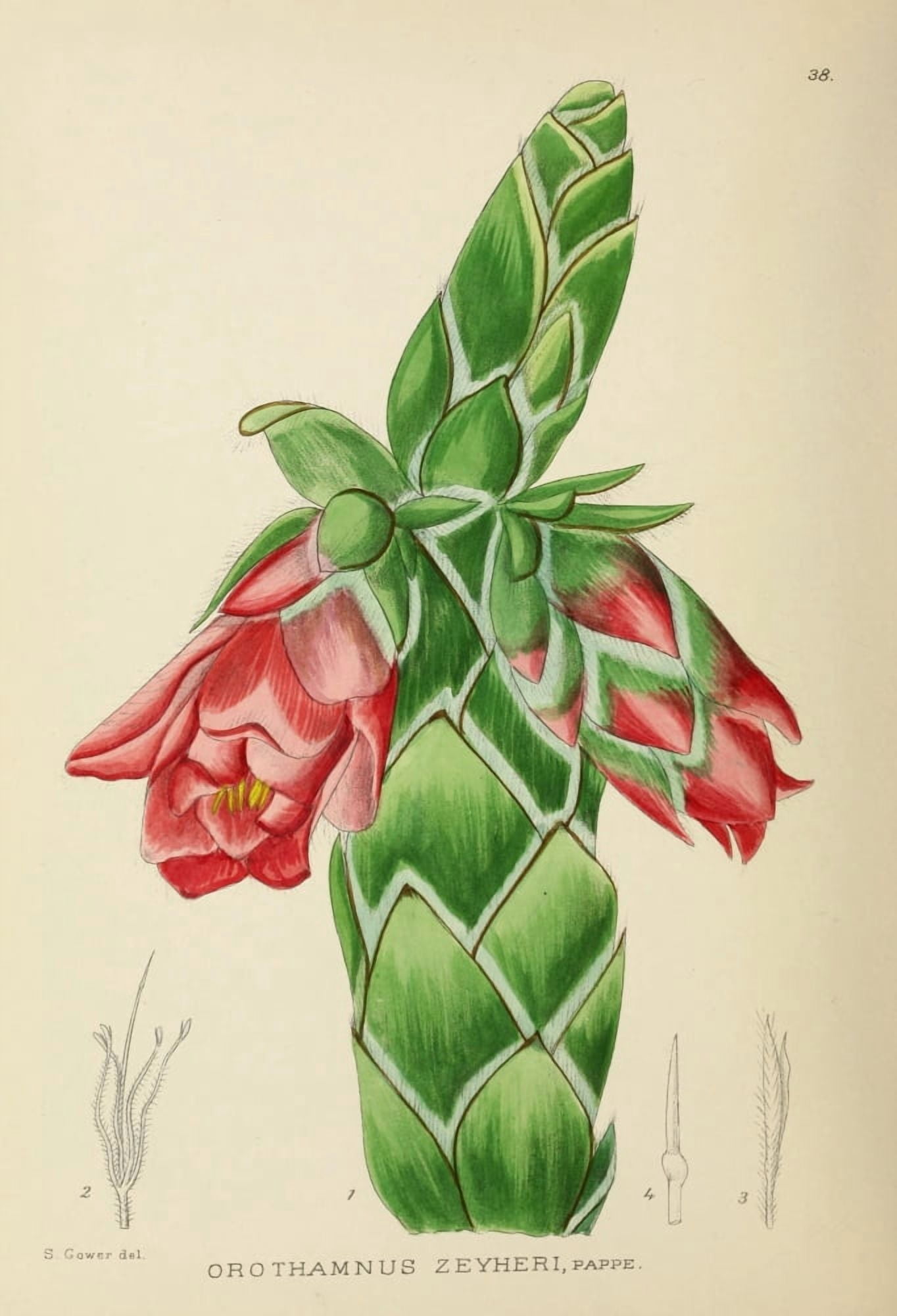 The Flowering Plants of Africa 1921 Orothamnus Zeyheri Canvas Art - KA Lansdell (24 x 36)