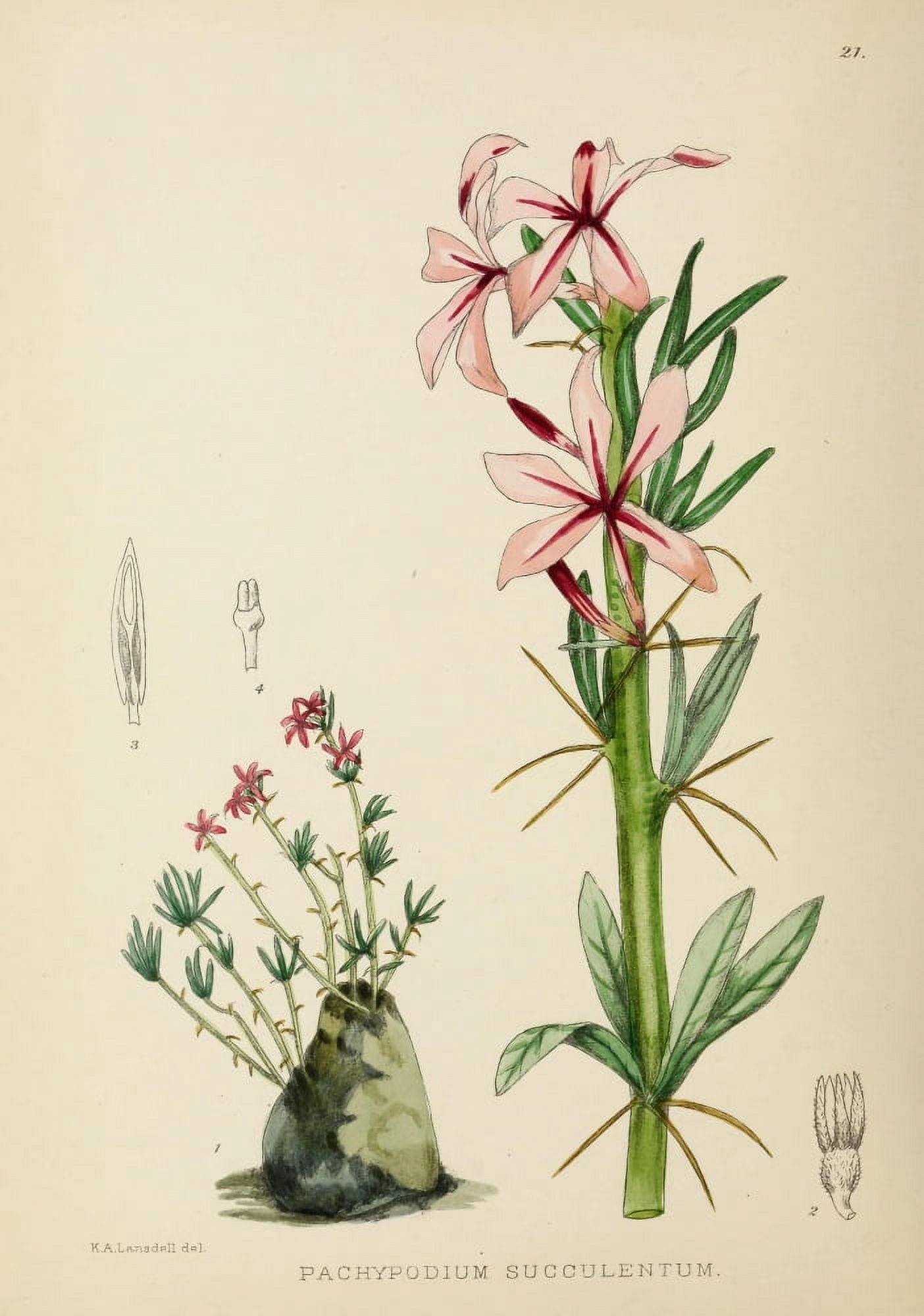 The Flowering Plants of Africa 1921 Pachypodium Succulentum Canvas Art - KA Lansdell (24 x 36)