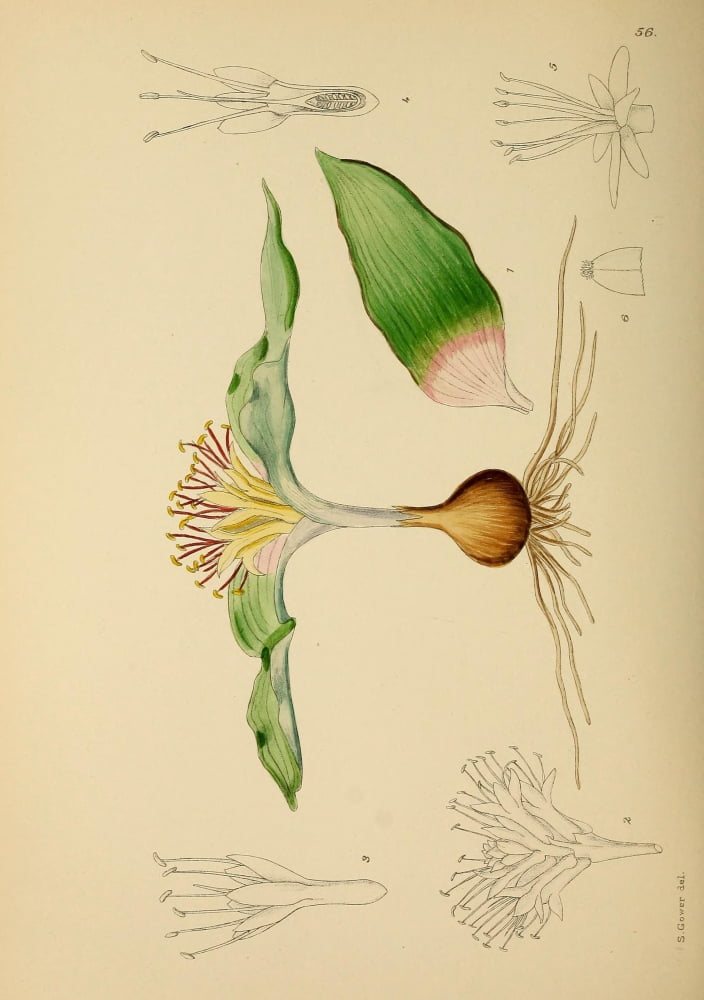 The Flowering Plants of Africa 1921 Polyxena Haemanthoides Canvas Art - KA Lansdell (18 x 24)