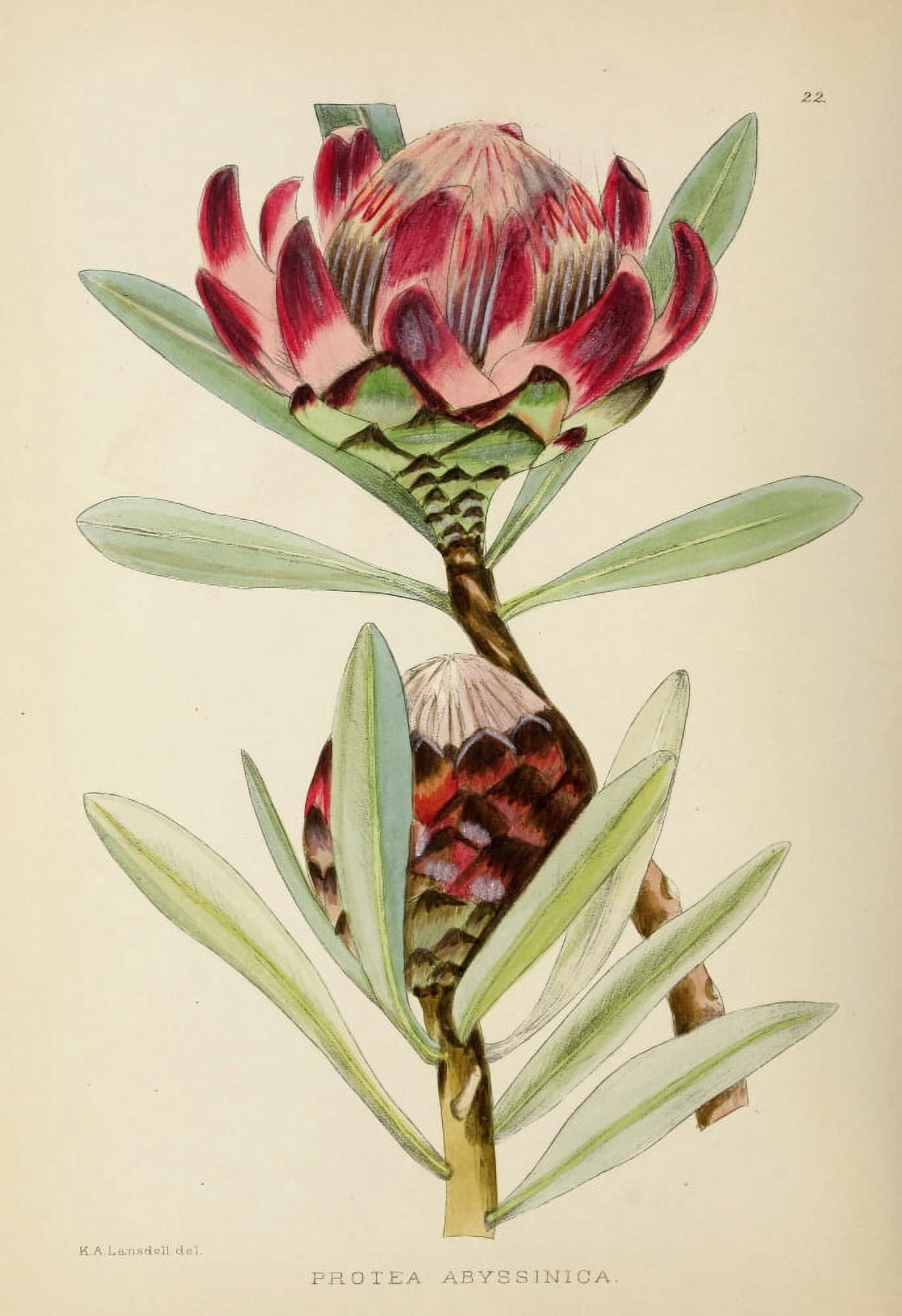 The Flowering Plants of Africa 1921 Protea Abyssinica Canvas Art - KA Lansdell (18 x 24)